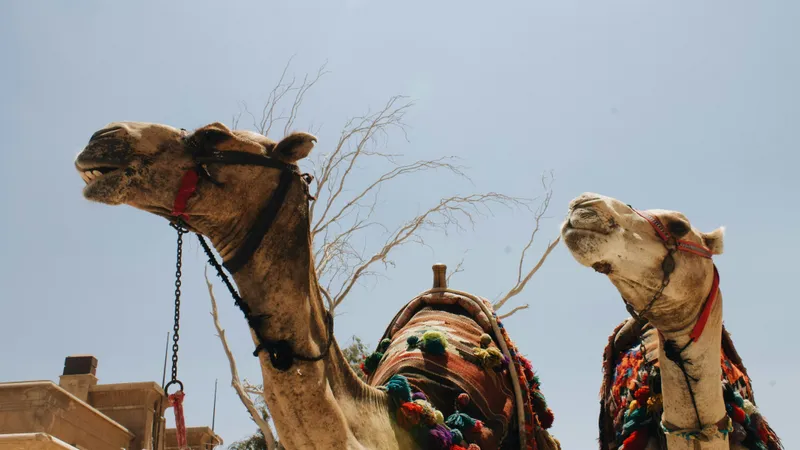Саудовские власти запустили паспорта для миллионов верблюдов