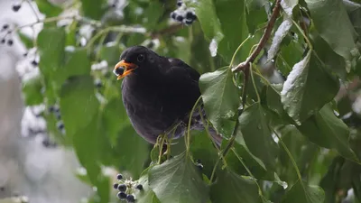 черный дрозд и его существование, фото - Новости Zakon.kz от 05.02.2026 12:17
