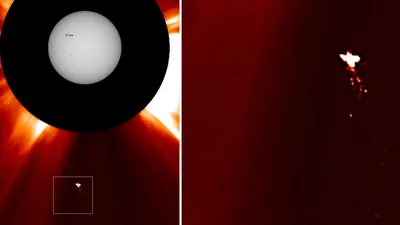 загадочная птица около Солнца, фото - Новости Zakon.kz от 05.02.2026 17:25