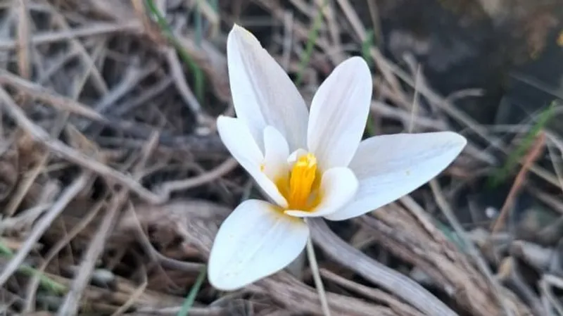 Склоны южного Казахстана украсили первые подснежники