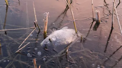 в Сарани заливка ледового катка обернулась скандалом, фото - Новости Zakon.kz от 05.02.2026 23:20