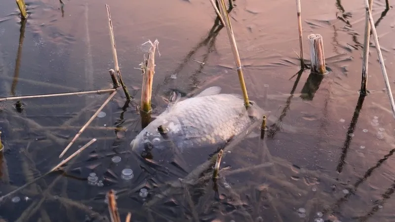 Провокация или нарушение: вмерзшая в лед рыба шокировала жителей Сарани