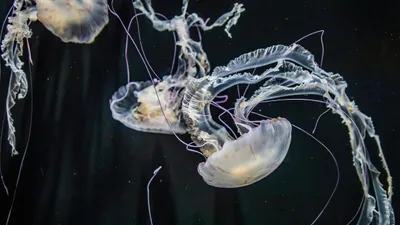 медуза, океан, фото - Новости Zakon.kz от 06.02.2026 16:00