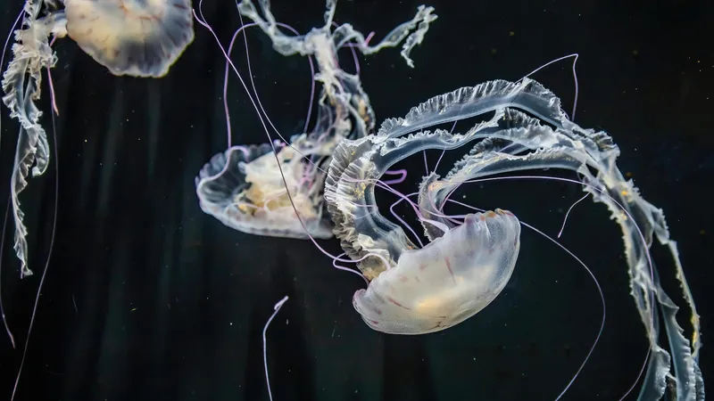 Гигантскую медузу размером с автобус обнаружили у берегов Аргентины