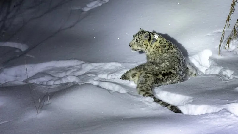 43 килограмма редкости: новые подробности о снежном барсе в горах Алматы