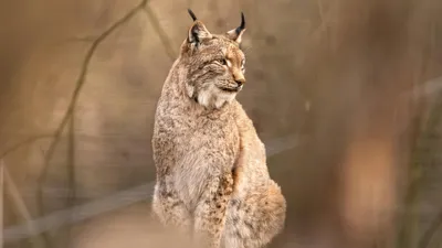 рысь, хищник, фото - Новости Zakon.kz от 06.02.2026 17:38