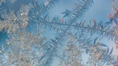 мороз, фото - Новости Zakon.kz от 06.02.2026 10:16