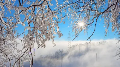 солнце, ветки, снег, фото - Новости Zakon.kz от 06.02.2026 11:35