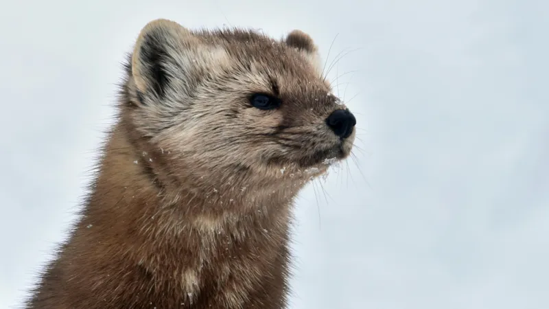 Чарын продолжает впечатлять: там показался еще один редкий хищник из Красной книги