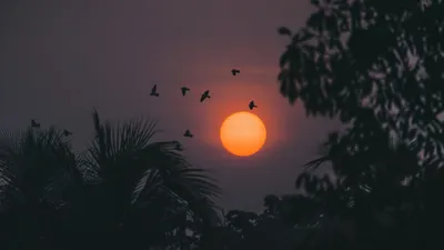 солнце и птицы, деревья, фото - Новости Zakon.kz от 06.02.2026 15:05
