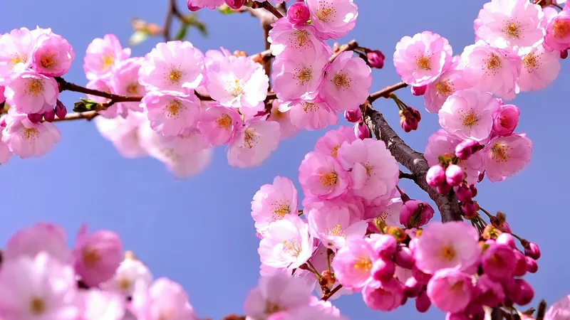 Фестиваль сакуры у горы Фудзи отменили