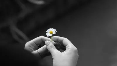 ромашка, фото - Новости Zakon.kz от 08.02.2026 09:11