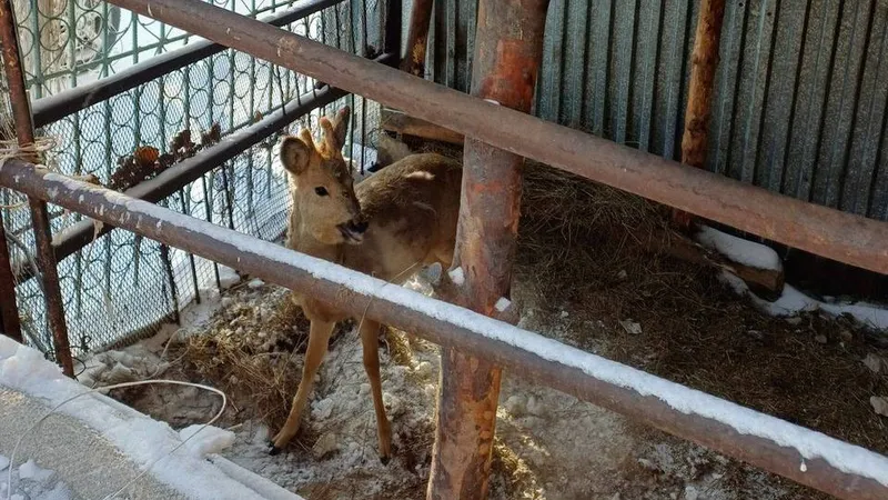 Косулю с ошейником обнаружил во дворе дома житель Семея
