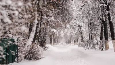 зима, деревья, снег, снегопад, фото - Новости Zakon.kz от 09.02.2026 15:13