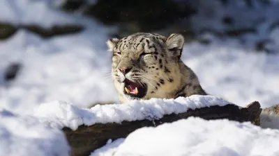 снежный барс, видео, Катон-Карагай, видео , фото - Новости Zakon.kz от 10.02.2026 21:45
