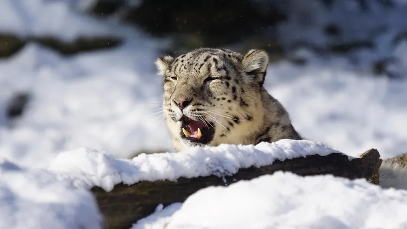 Снежный барс и трое детенышей попали в объектив камеры в горах РК –  захватывающие кадры