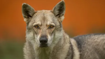 волк, фото - Новости Zakon.kz от 10.02.2026 17:10