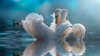 мертвые лебеди шокировали жителей Атырау, фото - Новости Zakon.kz от 11.02.2026 23:32