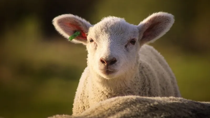Нурик, ты ли это: прогулка необычного для города зверя на поводке взбудоражила Казнет
