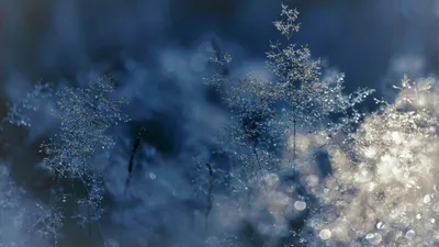 ветки, иней, мороз, фото - Новости Zakon.kz от 11.02.2026 11:07