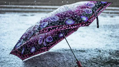 зонт, снег, погода, фото - Новости Zakon.kz от 11.02.2026 17:25