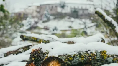 дерево упало на ребенка, фото - Новости Zakon.kz от 11.02.2026 23:03