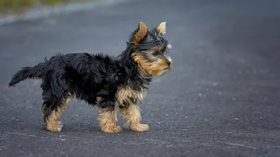 Собаки подали пример, как переходить дорогу в Алматы, фото - Новости Zakon.kz от 12.02.2026 17:07