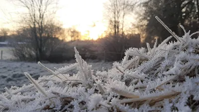 деревья, солнце, иней, фото - Новости Zakon.kz от 12.02.2026 14:38