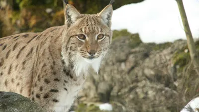 Дикая рысь заглянула в гости к акмолинцам, фото - Новости Zakon.kz от 12.02.2026 16:19