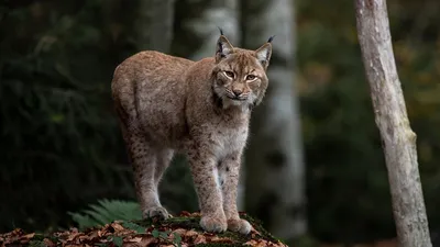 Умерла дикая рысь, которую кормили жители Акмолинской области, фото - Новости Zakon.kz от 13.02.2026 15:01