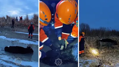 Попавшую в ловушку корову вызволили спасатели Кызылорды
