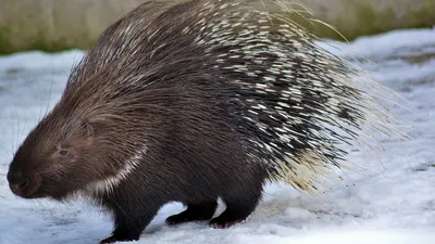 дикобраз попал в фотоловушку, фото - Новости Zakon.kz от 13.02.2026 21:01