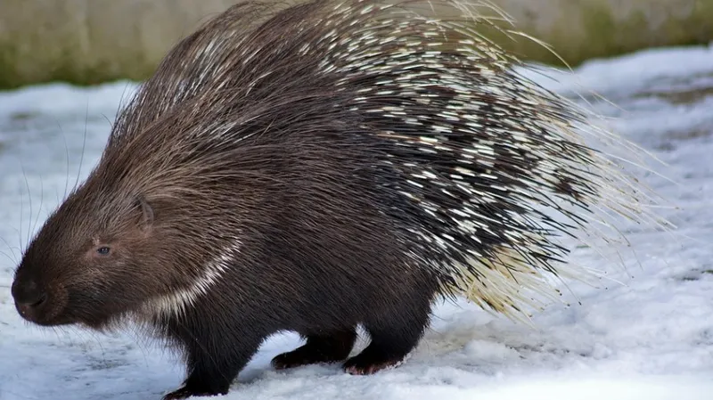 Редкий индийский дикобраз попал в фотоловушку в Иле-Алатауском парке