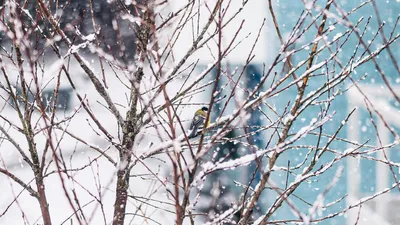 зимняя погода, фото - Новости Zakon.kz от 13.02.2026 18:15