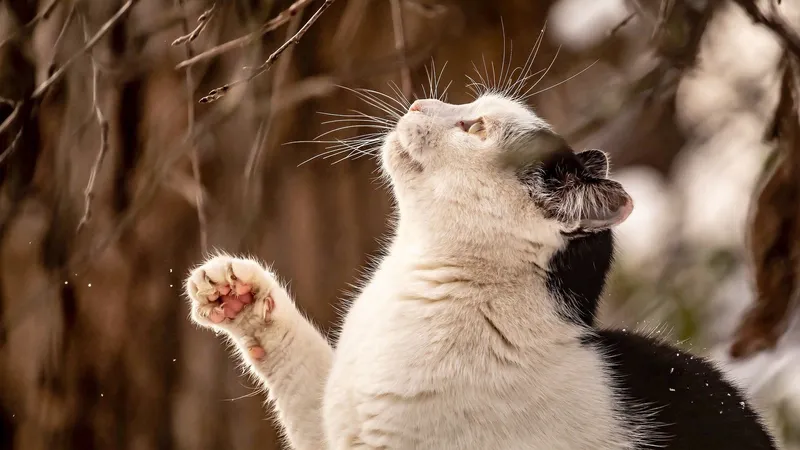 "Чистый дагестанец": появились подробности о самом заботливом коте-защитнике из соцсетей