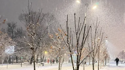 деревья, снег, фото - Новости Zakon.kz от 13.02.2026 16:40