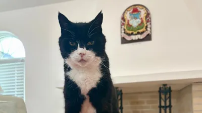 кот-дипломат Палмерстон, фото - Новости Zakon.kz от 15.02.2026 16:17