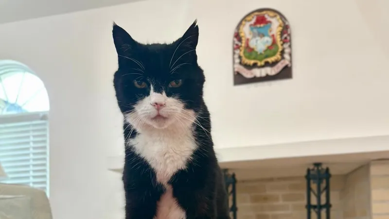 Умер легендарный кот-дипломат Палмерстон