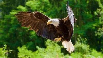 орлан-белохвост, птица, фото - Новости Zakon.kz от 16.02.2026 15:43