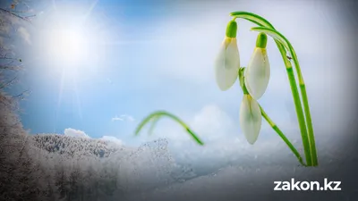 , фото - Новости Zakon.kz от 17.02.2026 14:05