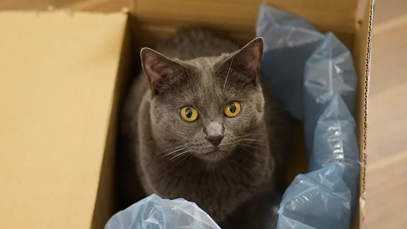 Около 20 кошек выбросили на мороз в закрытых мешках и коробках в Семее