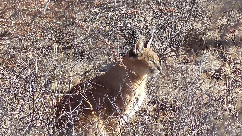 Редкий хищник пустынь Казахстана попался в объектив