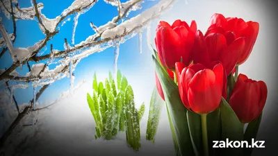 первый весенний месяц в Казахстане, фото - Новости Zakon.kz от 17.02.2026 13:43