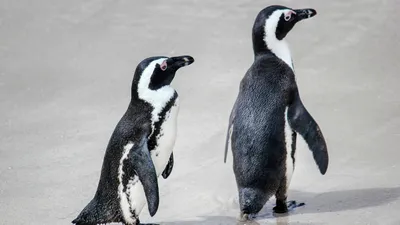 Пингвины Адели, птичий грипп, вирус, фото - Новости Zakon.kz от 17.02.2026 18:58