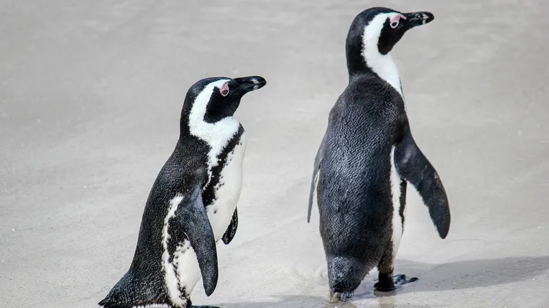 Птичий грипп добрался до пингвинов, обитающих на одном из самых удаленных островов мира