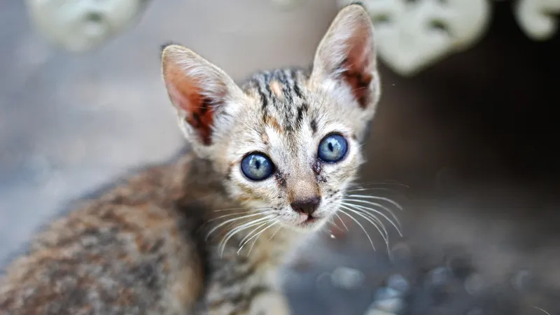 Туристка погладила кота в Таиланде и угодила в больницу