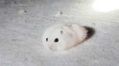 хомяк, снег, фото - Новости Zakon.kz от 18.02.2026 15:26