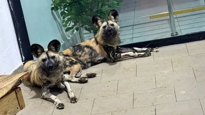 собаки, зоопарк, фото - Новости Zakon.kz от 18.02.2026 14:58