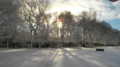 снег, деревья, фото - Новости Zakon.kz от 18.02.2026 11:02