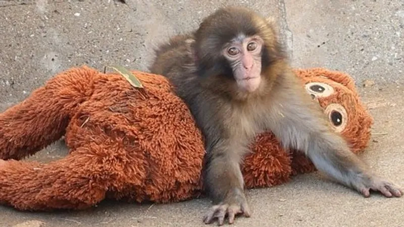 Одинокую обезьянку Панча поддержал бренд IKEA
